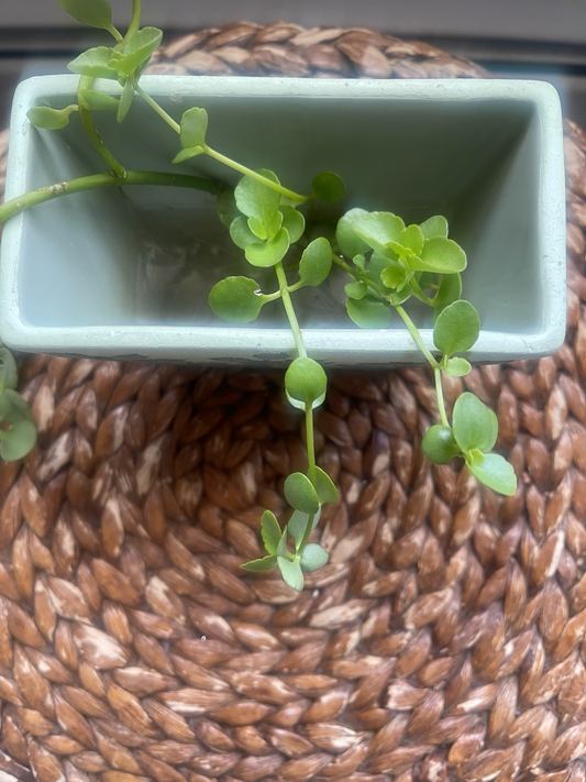 Internal Work Before Visible Fruit™ - Part 3: The Fruit Is Serving